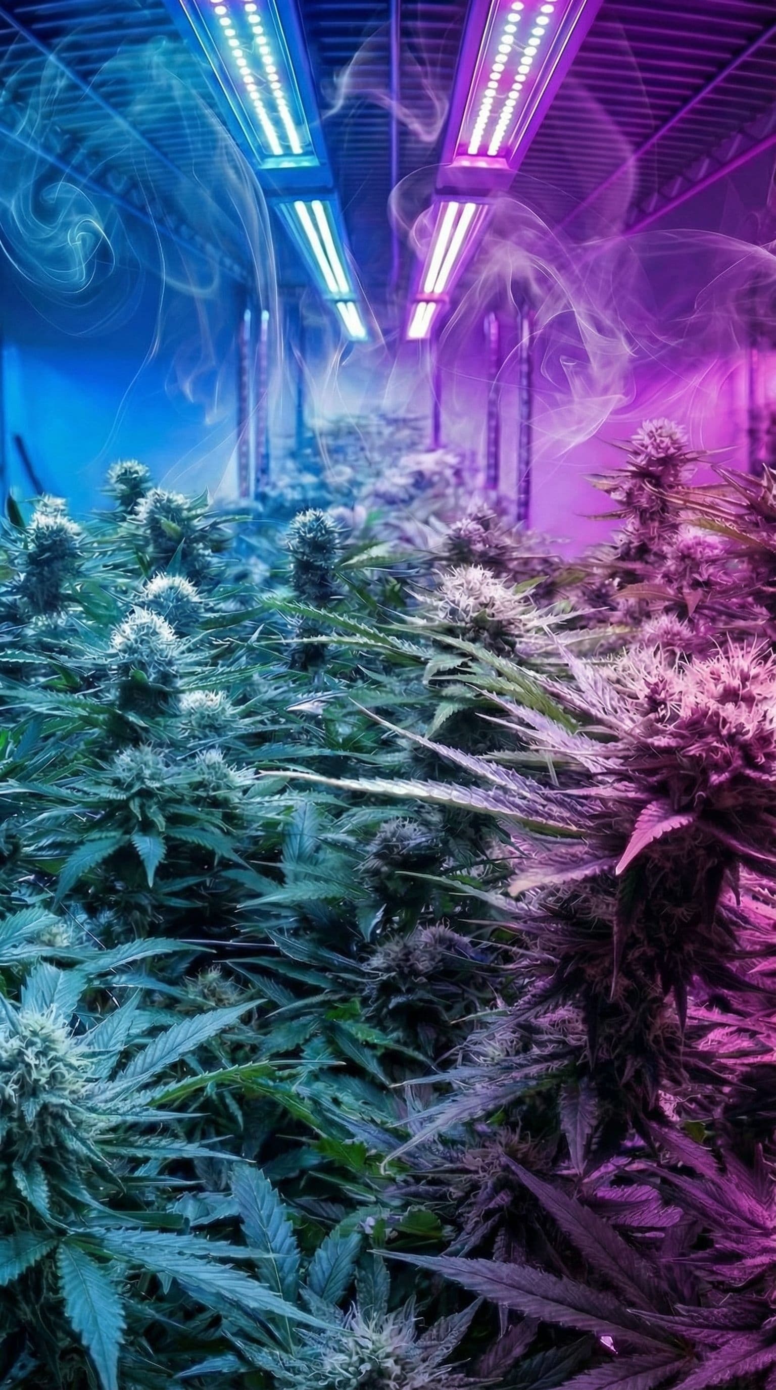 Frosted Fruitcake – AAAA