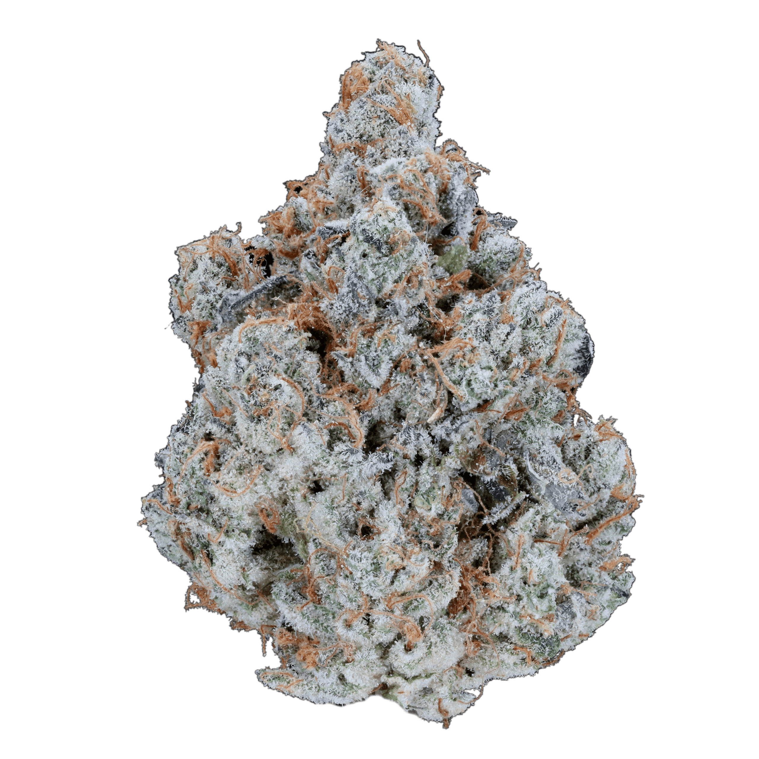 Animal Cookies - AAA