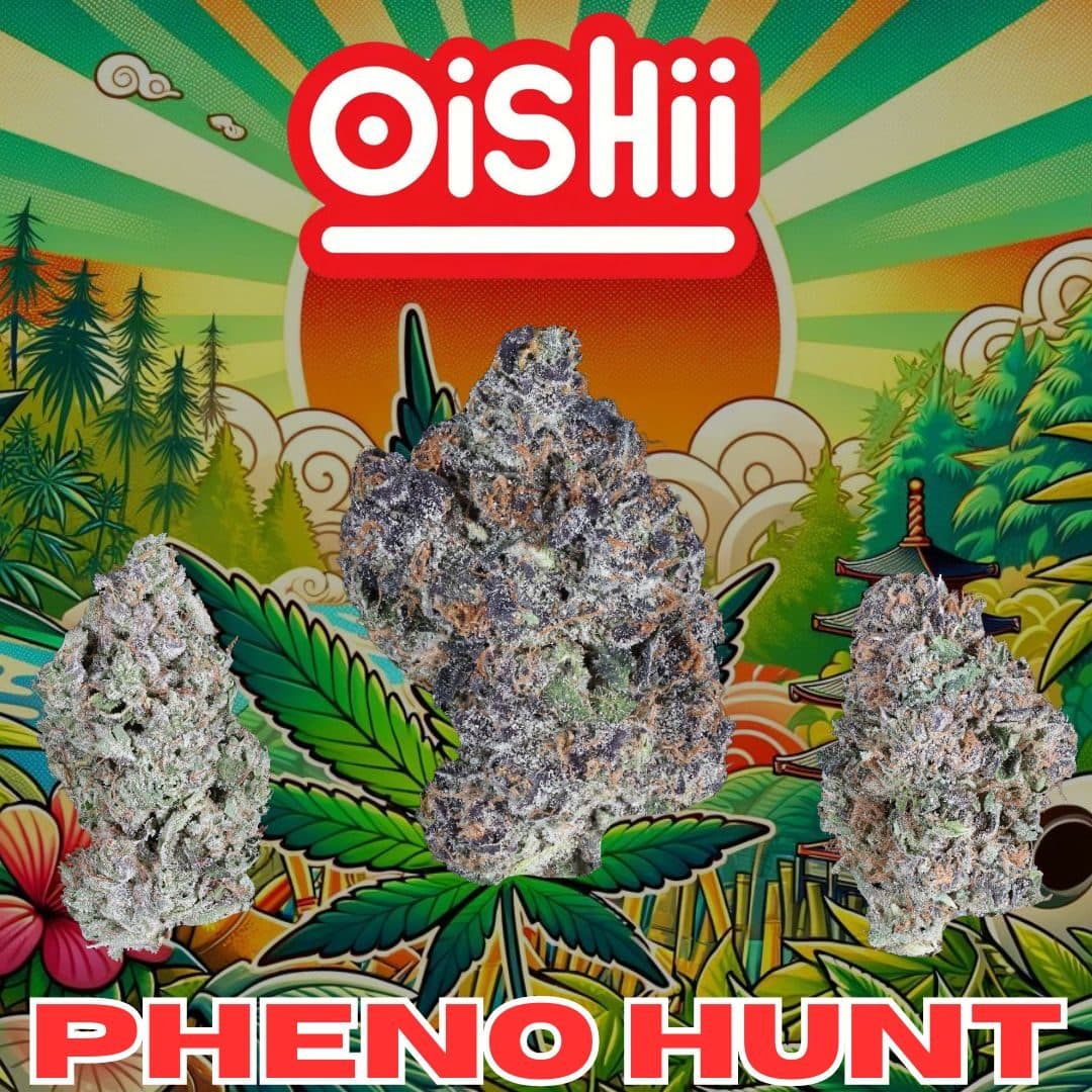 Pheno Hunt Pack #1