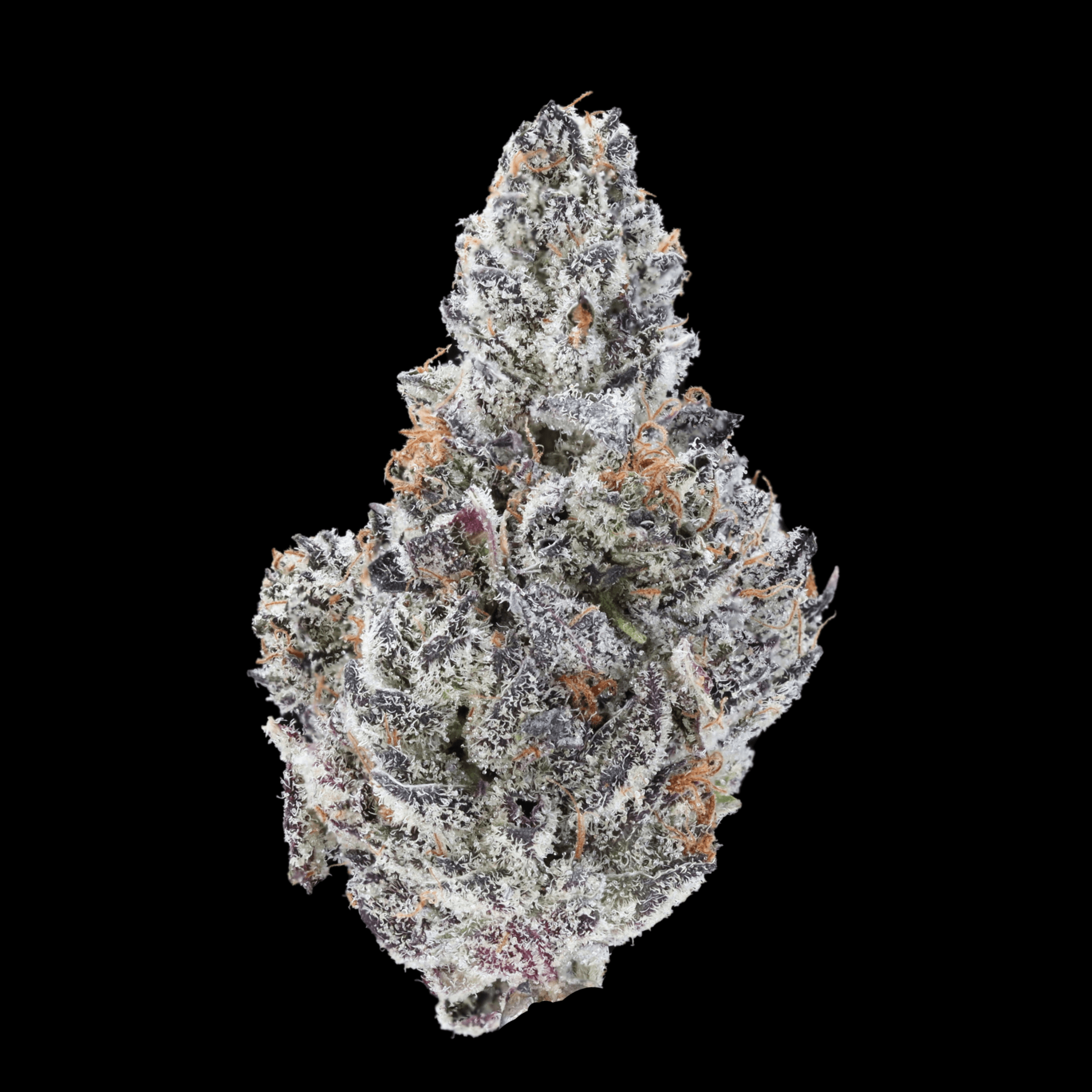 White Truffle - AAAA