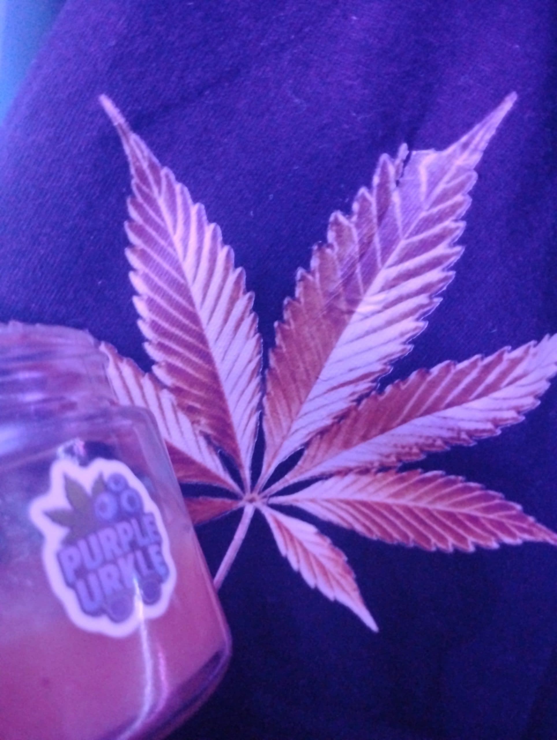 Customer photo of Purple Urkle - FSE