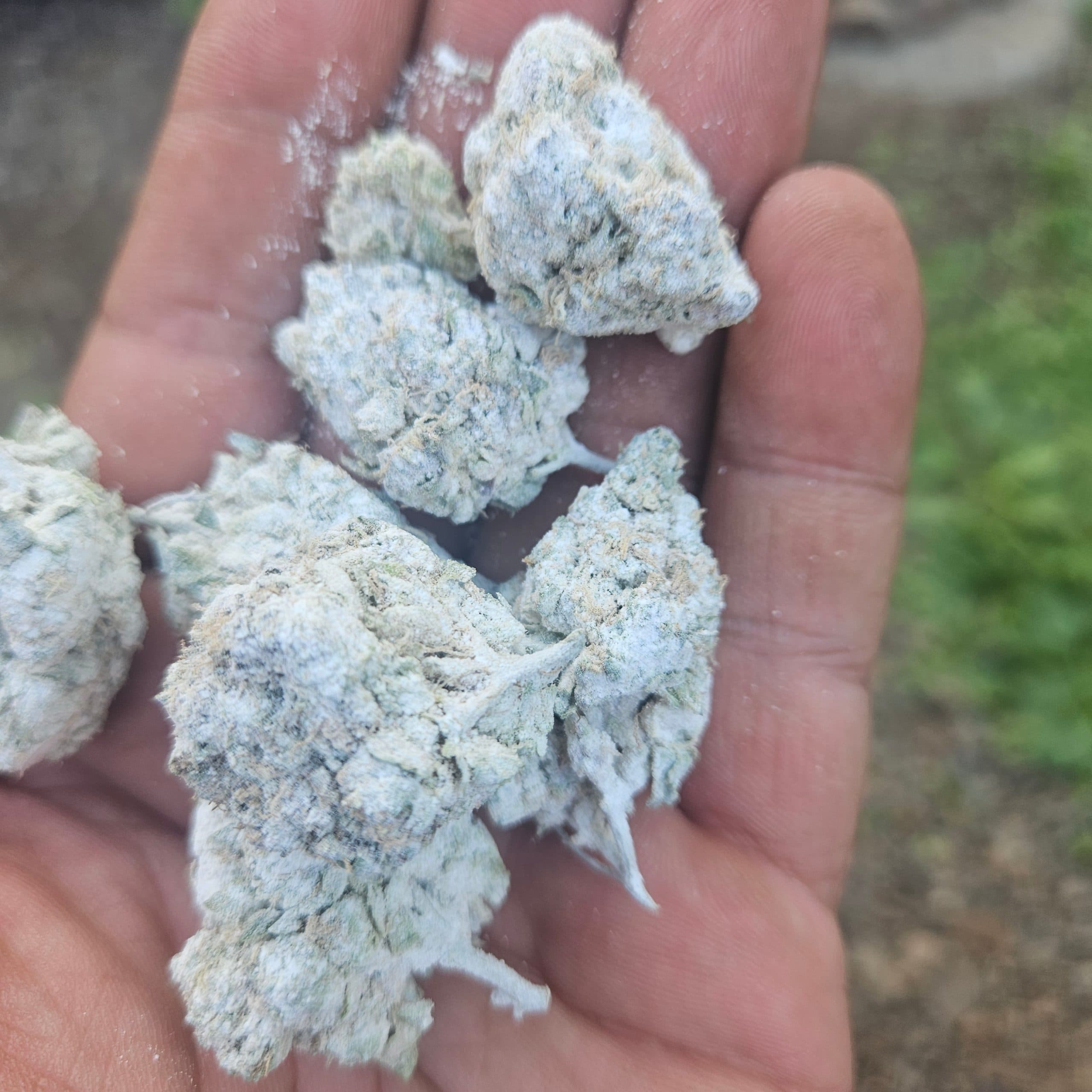 Customer photo of THCa Snowballs -  Rainbow Chip AAA