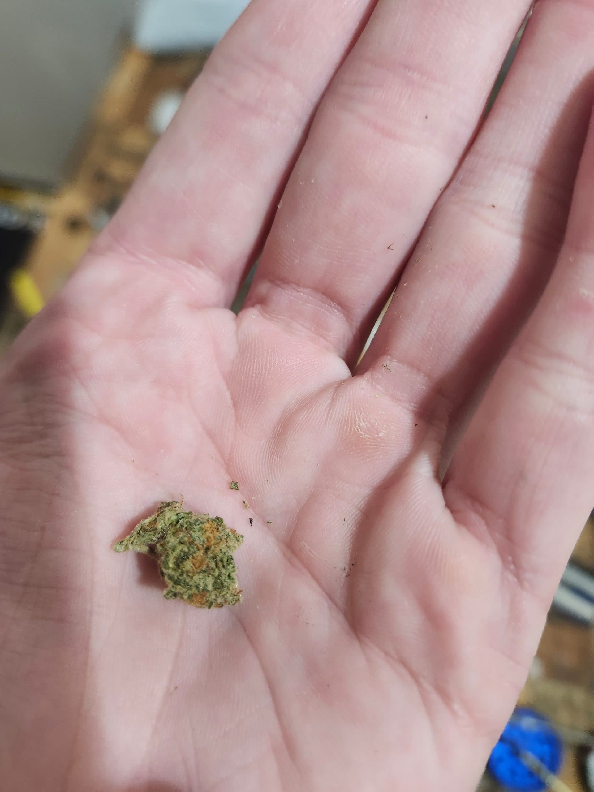 Customer photo of Gorilla Runtz- AAA