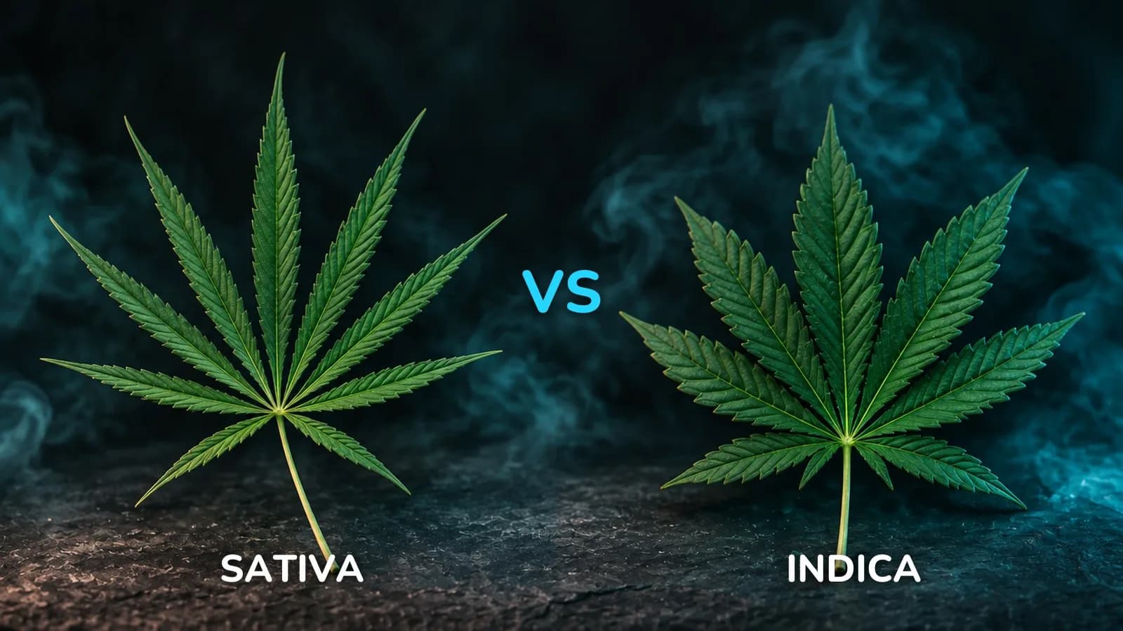 Indica vs sativa: a thin-leaf sativa fan leaf next to a broad-leaf indica fan leaf on dark slate
