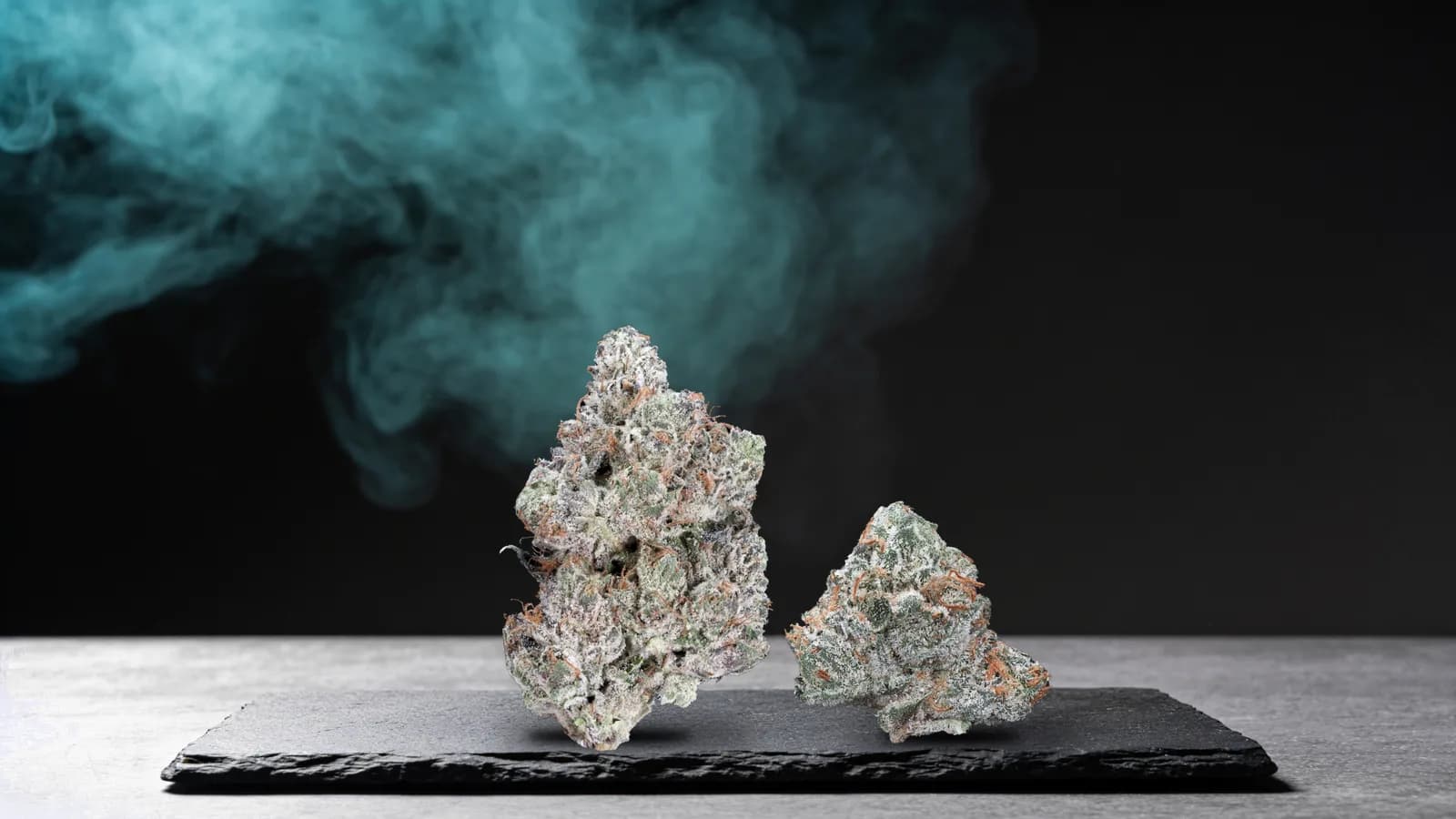 Pink Kush strain: two real frosty Pink Kush buds with orange and pink-tinged hairs on dark slate