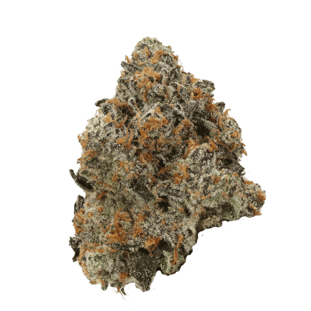 Blueberry strain