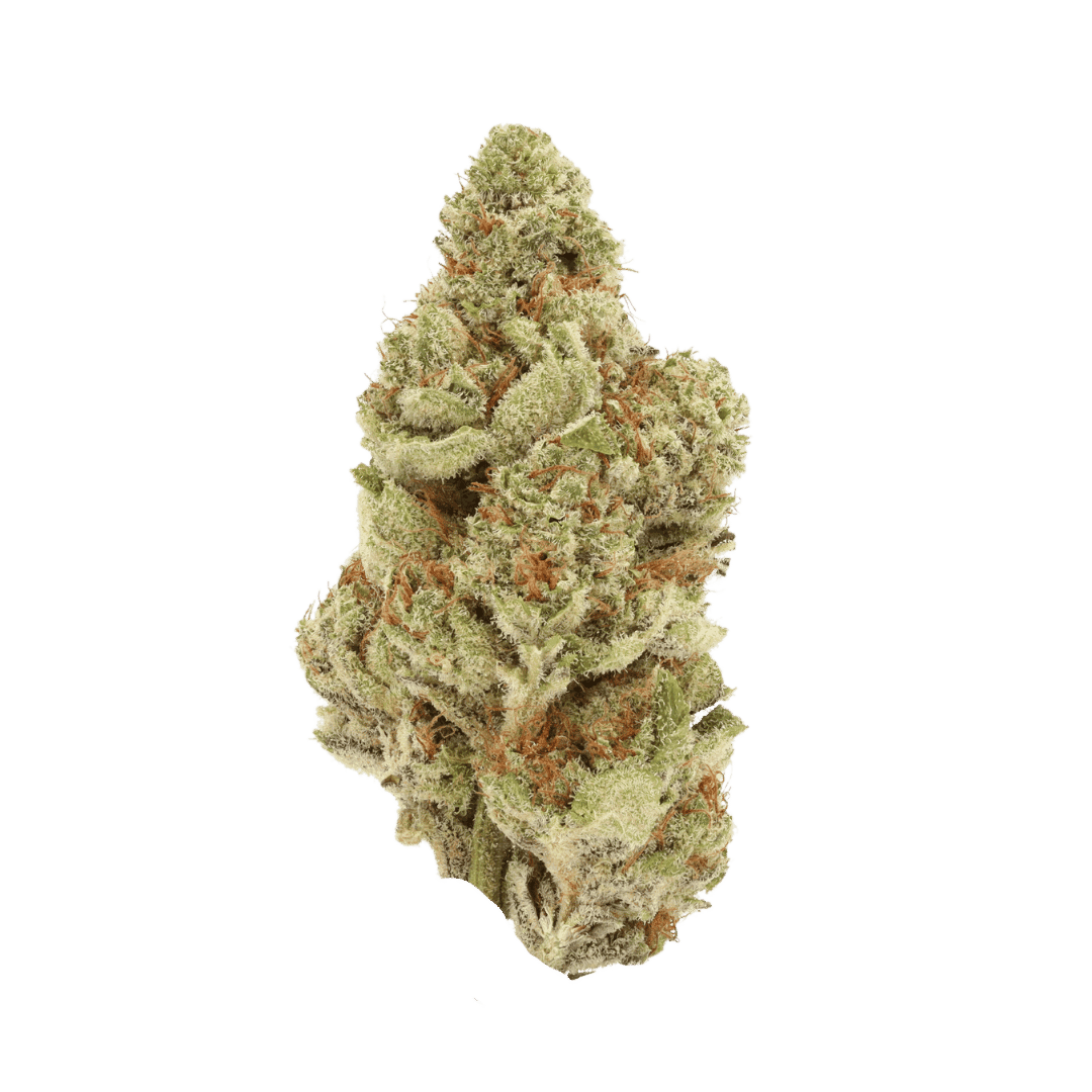 Mimosa strain