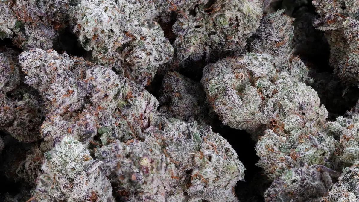 AAAA weed: a bag of dense, frosty Blue Lobster buds with purple tones