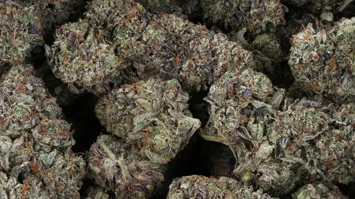 A bag of dense Death Bubba buds, dark green with purple tones