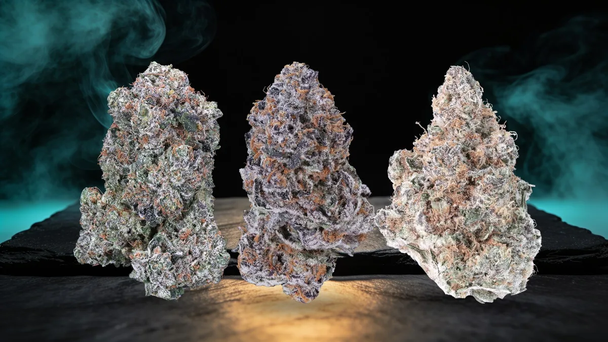 Indica, hybrid and sativa buds compared: Pine Tar, Tropicana Cherry and California Citrus on dark slate