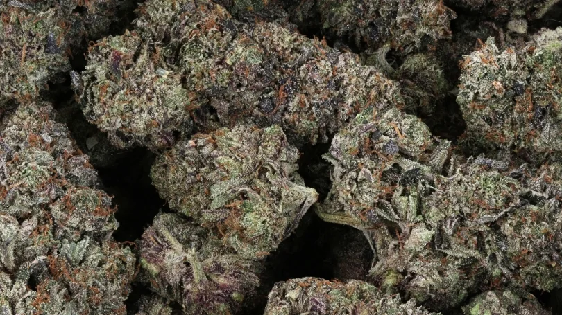 Moldy weed vs trichomes: fresh Death Bubba buds with clean, frosty trichomes and no fuzz