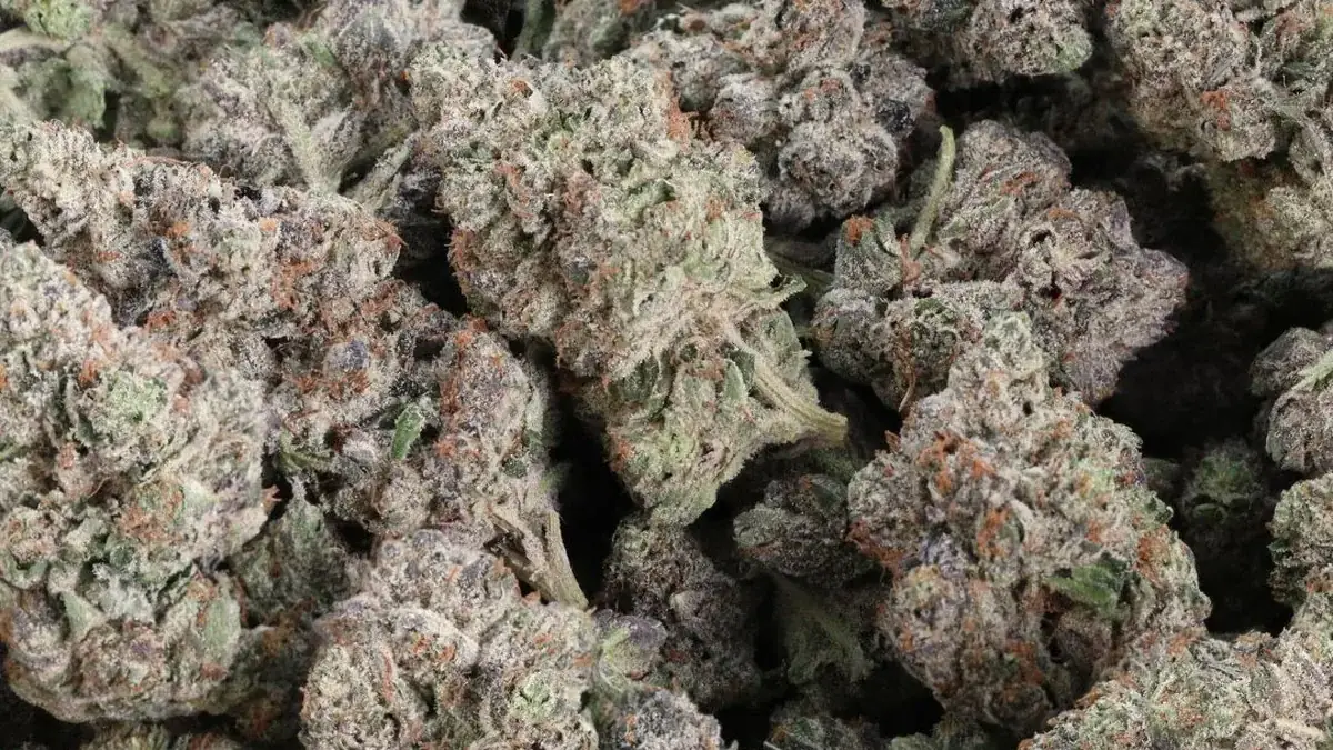 A bag of Pink Kush buds, frosty with pink and orange hairs