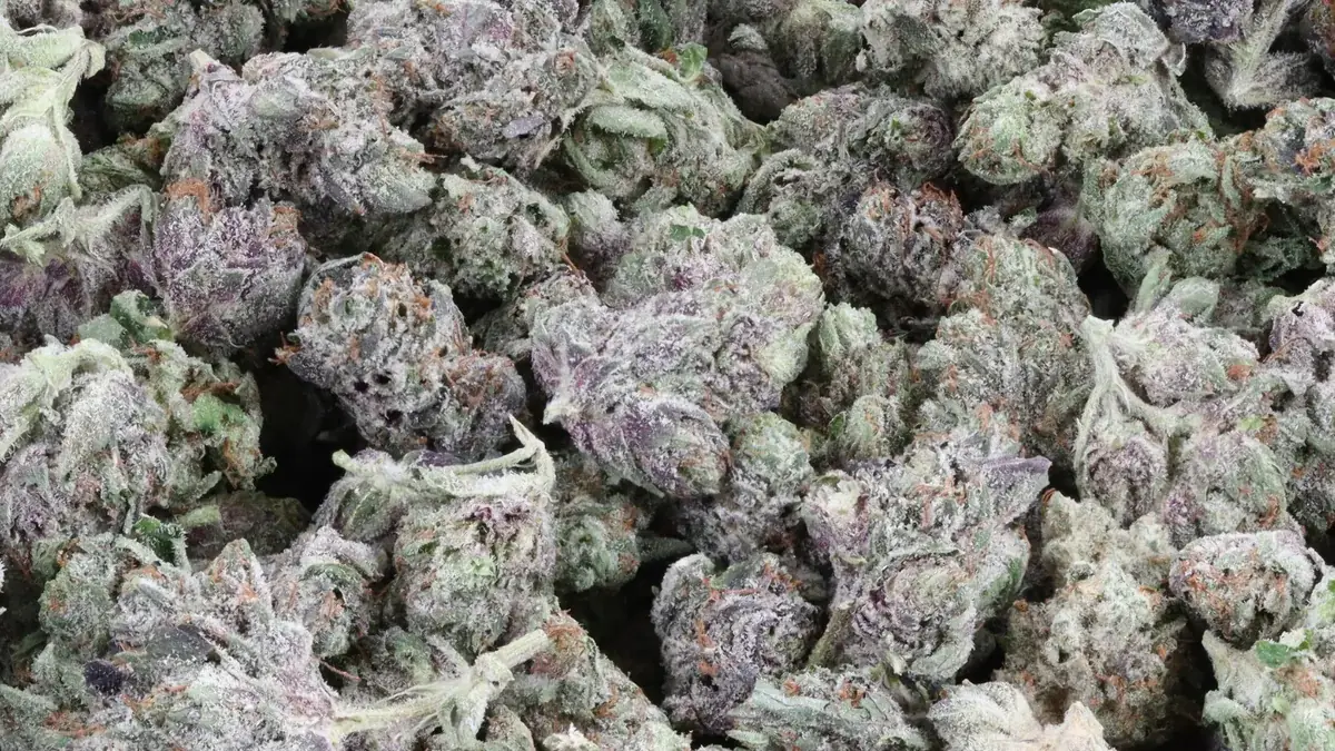 A bag of Rockstar smalls, frosty purple-tinged buds